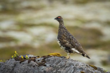 Rock Ptarmigan Lagopus muta çok utangaç ve nadir kuş, onun kış tüy bağsız, poz ve zemin, İzlanda ayakta