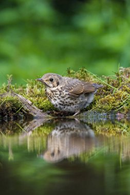 Şarkı ardıç kuşu veya Turdus philomelos ormandaki ziyarette200 oturan bazı çiçek ile banyo renkli amaç için yüzey hazırlama yansıtan