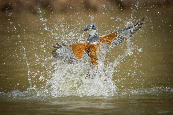 Mergulhador Ringed Kingfisher Megaceryletorquata Está Voando Fundo Marrom Dourado Pescador — Fotografia de Stock