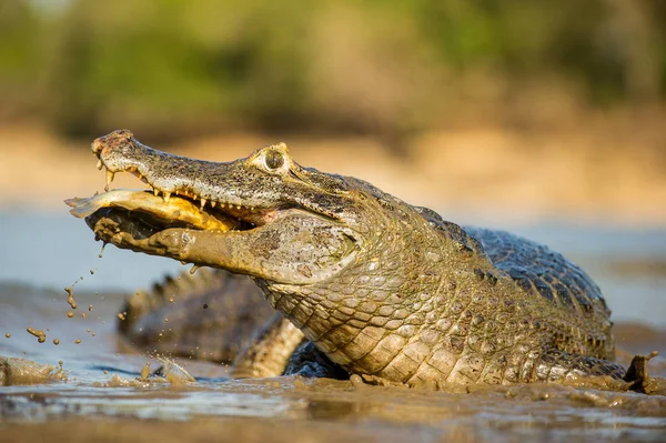 Yacare Caiman Pegando Comendo Piranha Rio Negro Brasil Pantanal Visão — Fotografia de Stock