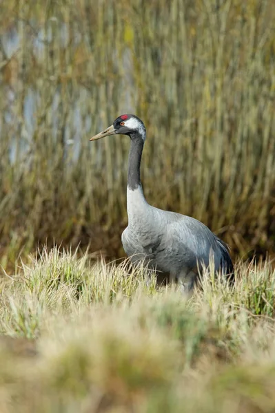 Guindaste Comum Grus Grus Está Ambiente Típico Perto Lago Hornborga — Fotografia de Stock