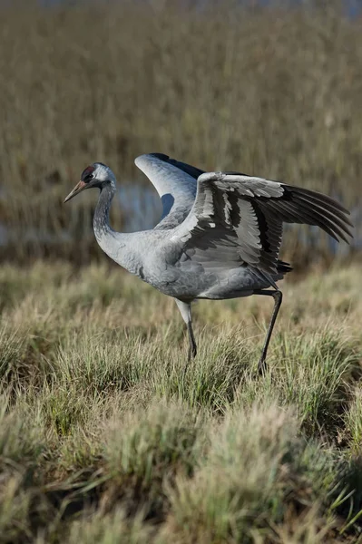 Grulla Común Grus Grus Encuentra Entorno Típico Cerca Del Lago — Foto de Stock