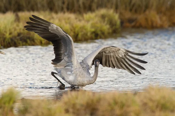 Guindaste Comum Grus Grus Está Dançando Ambiente Típico Perto Lago — Fotografia de Stock