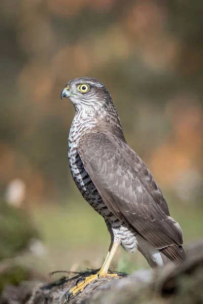 유라시아 Sparrowhawk Accipiter Nisus Beuatiful 다채로운가 환경에서 분기에 화려한 Bokeh — 스톡 사진