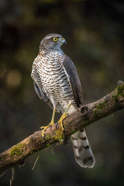 The Eurasian Sparrowhawk, accipiter nisus sitting on the branch in beuatiful colorful autumn environment. Pretty colorful contrasting backround with nice bokeh.