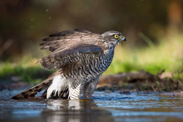 The Eurasian Sparrowhawk, accipiter nisus is bathing in forest waterhole in the beautiful colorful autumn environment. Pretty colorful contrasting backround with nice bokeh, opened wings