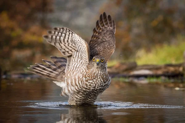 The Eurasian Sparrowhawk, accipiter nisus is bathing in forest waterhole in the beautiful colorful autumn environment. Pretty colorful contrasting backround with nice bokeh, opened wings