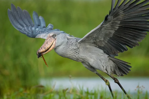 Majestic Bird Wetlands Excellent Fisherman Typical Green Environment Just Caugh — Stock Photo, Image