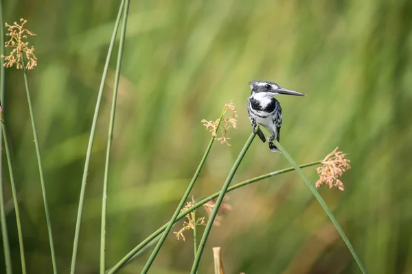 Pied Kingfisher Ceryle Rudis Está Sentado Posando Palo Increíble Fondo — Foto de Stock