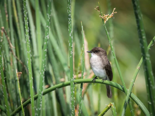 Moucherolle Des Marais Muscicapa Aquatica Est Assis Posant Sur Roseau — Photo