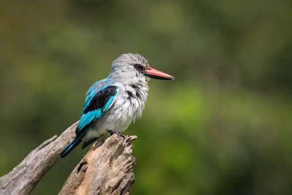 The Woodland Kingfisher, Halcyon senegalensis is waiting for his moment. It is standing on the branch with clear green background. Sunny weather. Amazing red and balck beak and bright blue feathers.