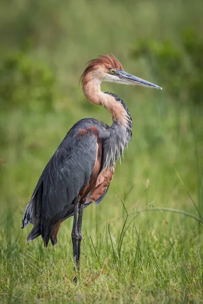 Garça Golias Ardea Goliath Está Chão Ambiente Natural Agradável Vida — Fotografia de Stock