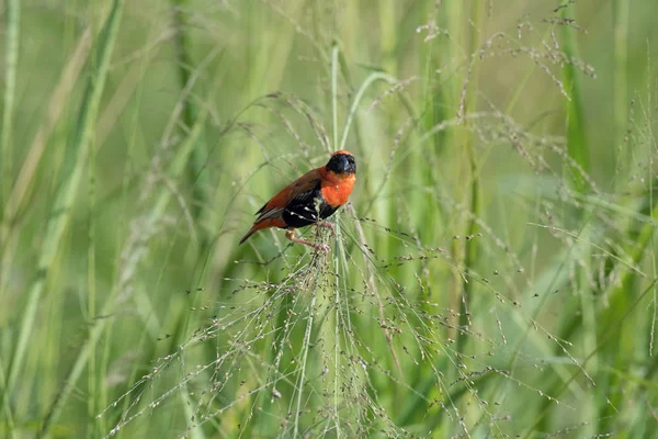 Rode Loper Euplectes Orix Vergadering Het Gras Sommige Zaden Eten — Stockfoto