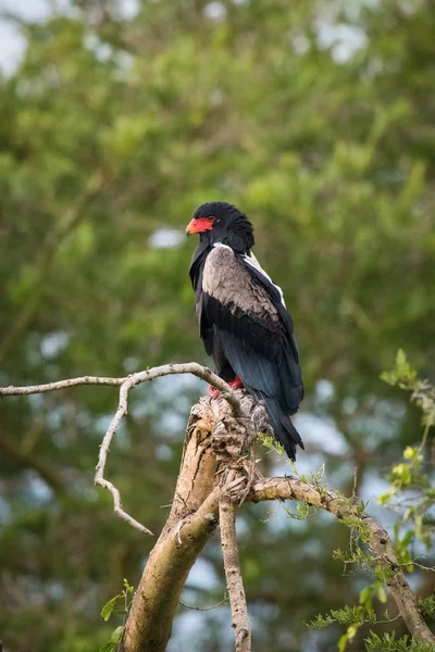 Bateleur Terathopius Ecaudatus Empoleirado Ramo Agradável Ambiente Natural Vida Selvagem — Fotografia de Stock