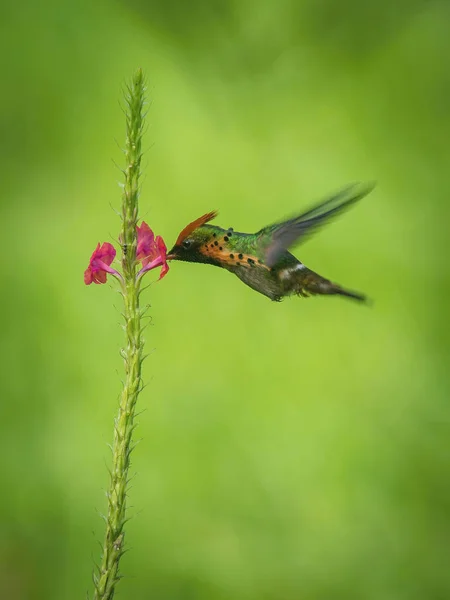 Coquete Adornado Voando Chupando Néctar Pequenas Flores Fundo Colorido — Fotografia de Stock