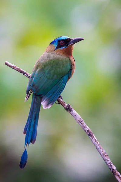 Die Trinidad Motmot Momotus Bahamensis Sitzt Und Posiert Auf Dem — Stockfoto