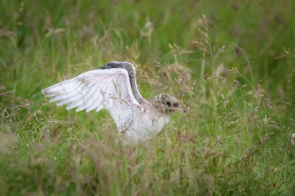 Die Arktische Seeschwalbe Oder Sterna Paradisaea Fliegt Und Sucht Ihre — Stockfoto