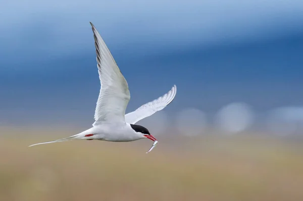 Arctic Tern Sterna Paradisaea Está Voando Procurando Seus Filhotes Para — Fotografia de Stock