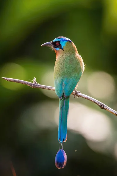 Trinidad Motmot Momotus Bahamensis Sitting Posing Branch Amazing Picturesque Green — Stock Photo, Image