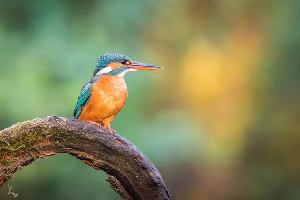 Kungsfiskare Alcedo Atthis Sitter Några Stick Och Väntar Byten Färgglada — Stockfoto