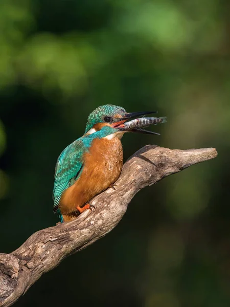 Kungsfiskare Alcedo Atthis Sitter Några Stick Och Väntar Byten Färgglada — Stockfoto