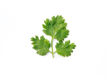 beyaz zemin üzerine kişniş