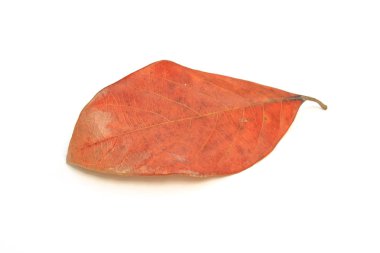 Beyaz arkaplanda yaprak