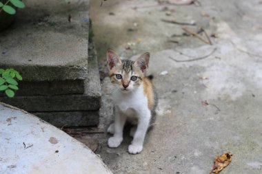 şirin kedi açık havada oturma ve kameraya bakıyor