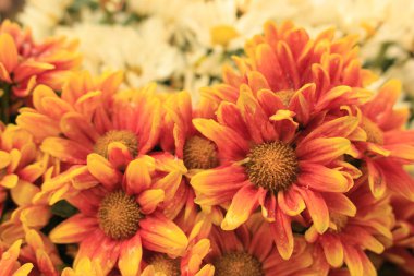 Güneşin çiçekler açar