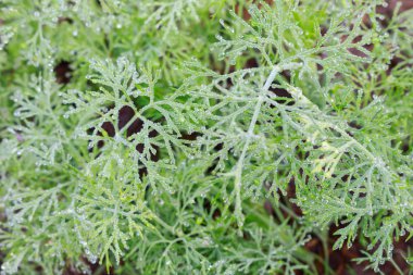 Çiğ yeşillikler üzerinde