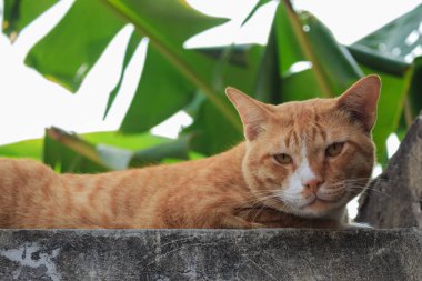 duvarda kırmızı kedi