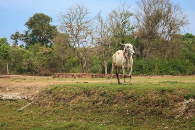 Bir grubu otlayan inekler
