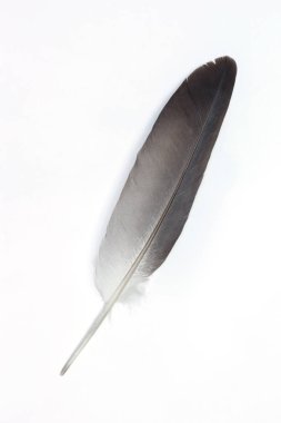 Beyaz arkaplanda tüy