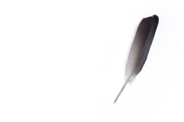 Beyaz arkaplanda tüy