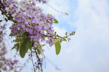 gökyüzü arka plan üzerinde mor çiçek