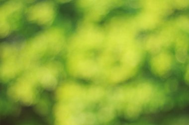 yeşil ağaç blur yumuşak odak yumuşak ışık