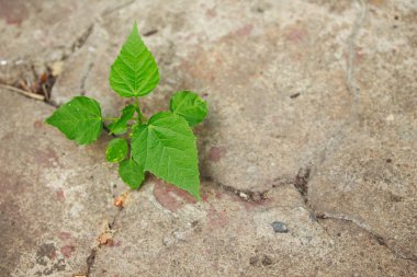 yaprak beton odak büyüme