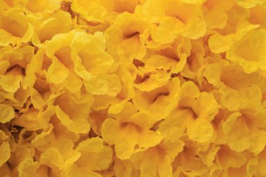 çiçek sarı yumuşak odak