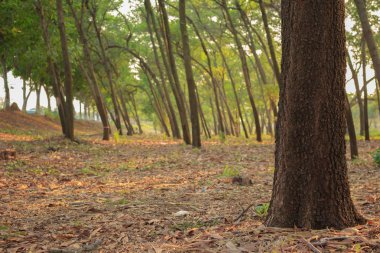 ağaç orman yumuşak odak yumuşak ışık