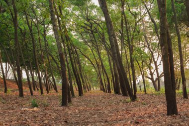 ağaç orman yumuşak odak yumuşak ışık