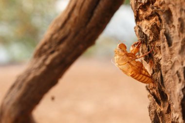 hata ağustosböceği pupa ormandaki