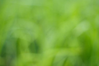 çayır yeşil arka plan bulanıklık
