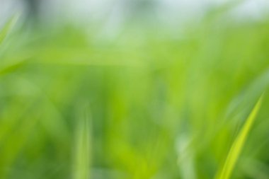 çayır yeşil arka plan bulanıklık