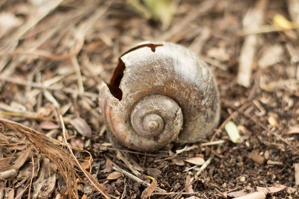 Snails Freshwater Close — Stock Photo, Image