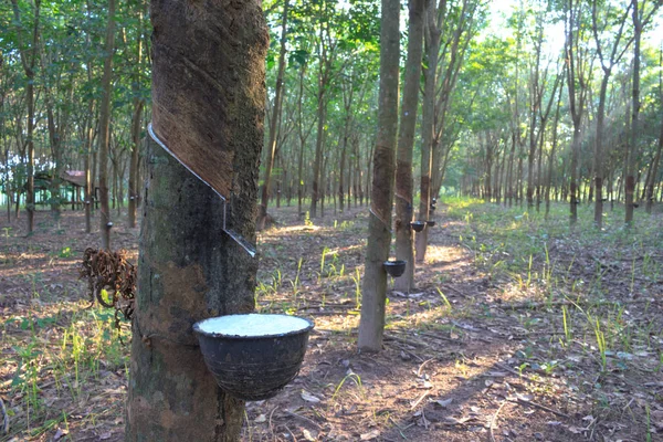 Rubber Plantation Woods — Stock Photo, Image