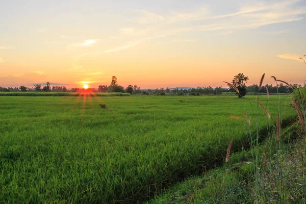 Solnedgången Ris Fokus Sol Landskap — Stockfoto