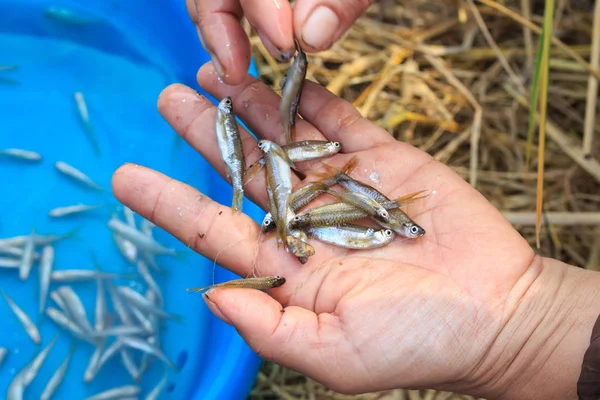 Pește Mici Alimente Locale Ale Sătenilor Thailanda — Fotografie, imagine de stoc