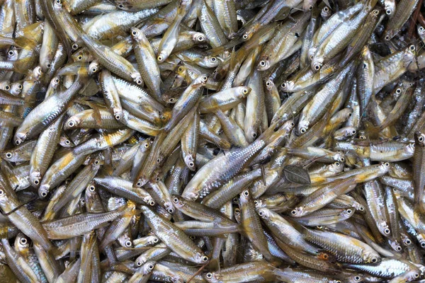 Pescado Pequeña Comida Local Tailandia Aldeano — Foto de Stock