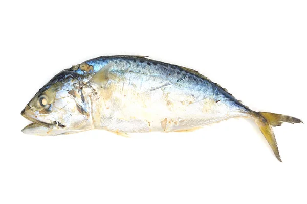 Pesce Sgombro Sfondo Bianco — Foto Stock