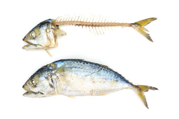 Macrou Pește Fundal Alb — Fotografie, imagine de stoc